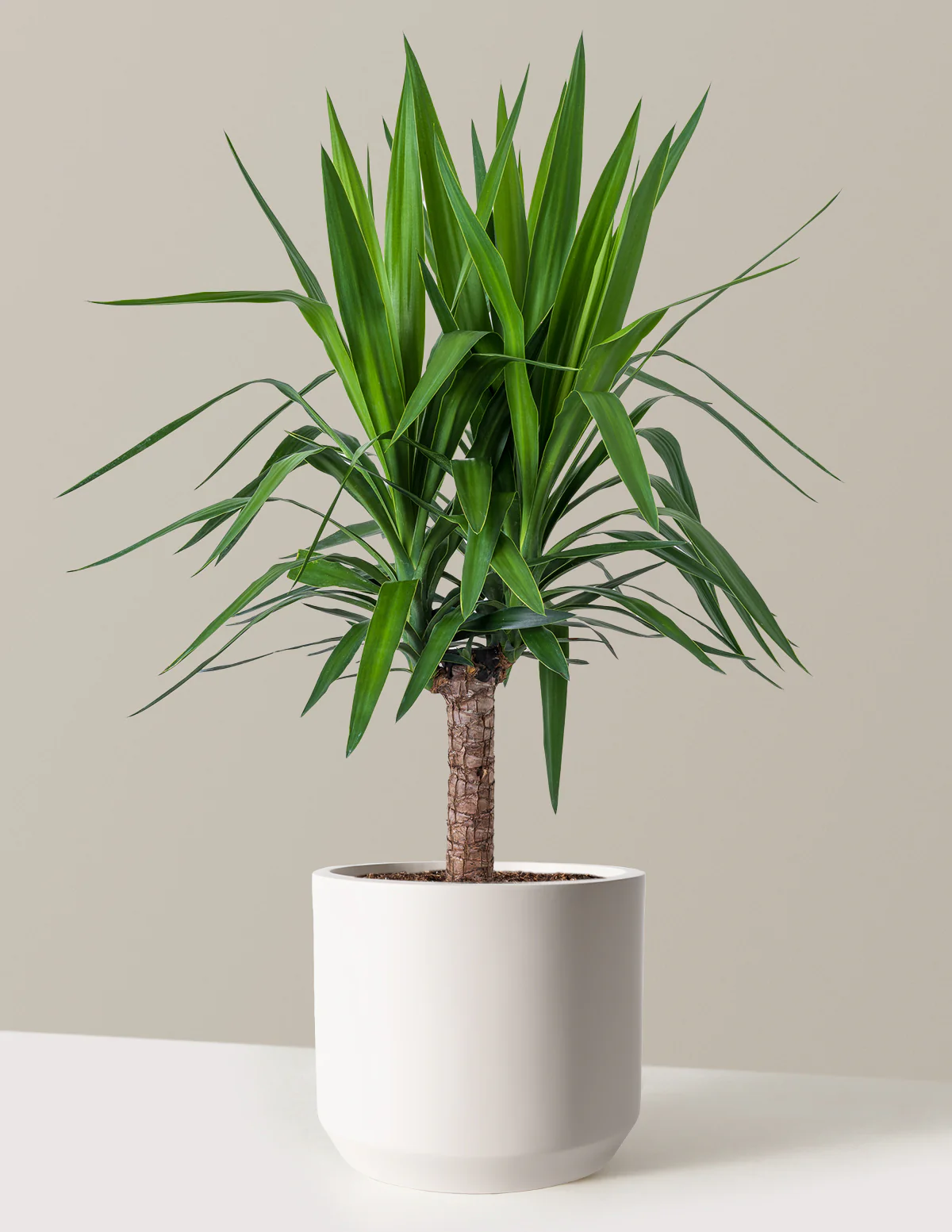 Bring Your Home to Life