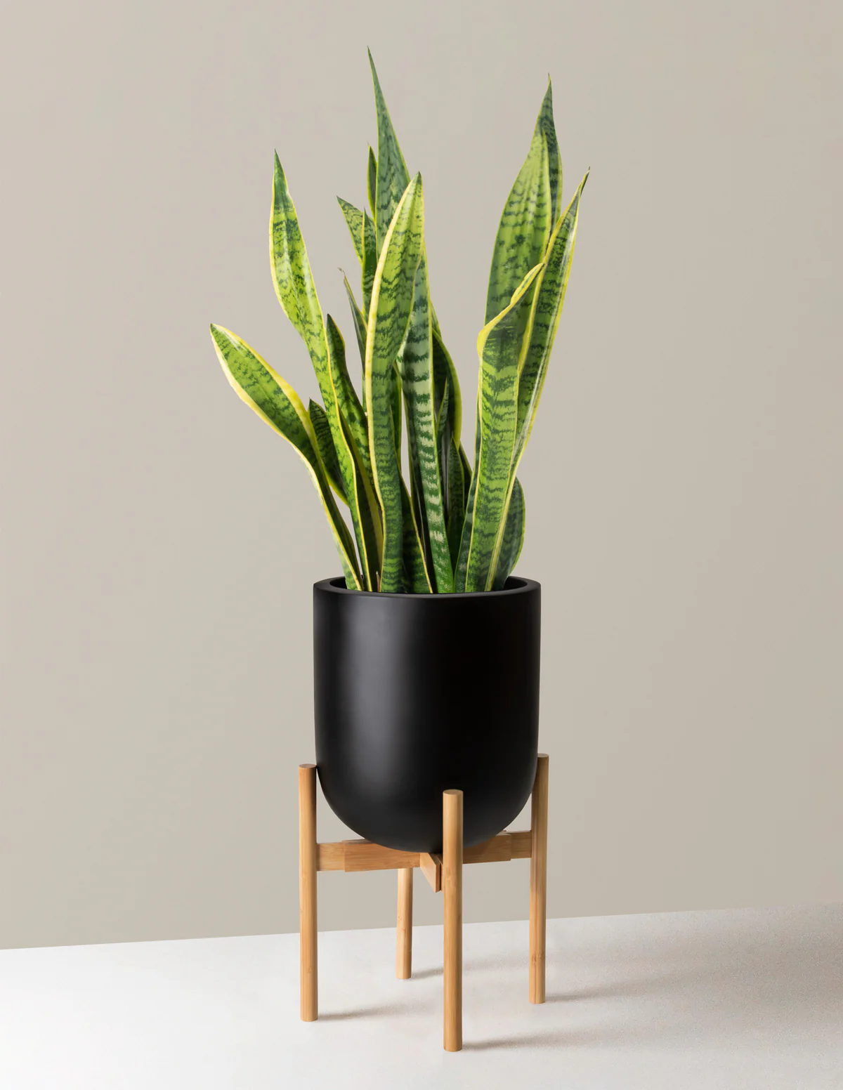 Adjustable Plant Stand (LGL) - Image 5