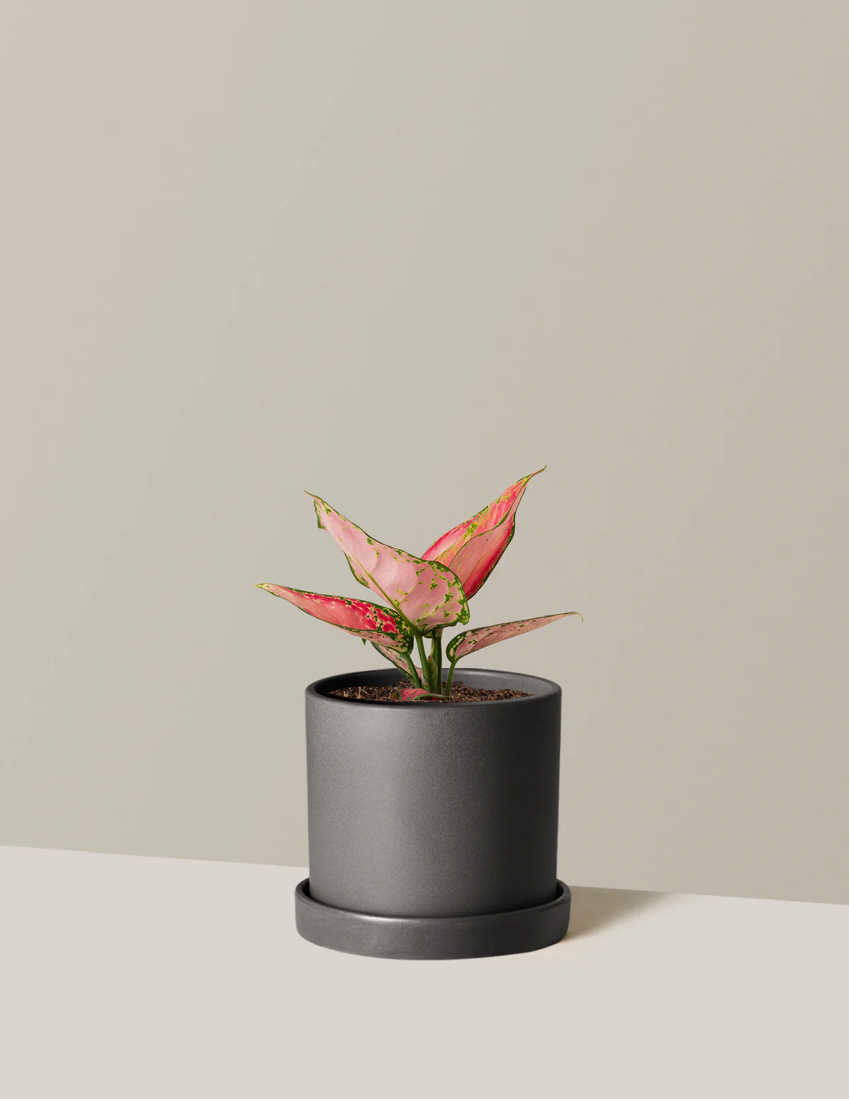 Aglaonema Beauty - Image 9