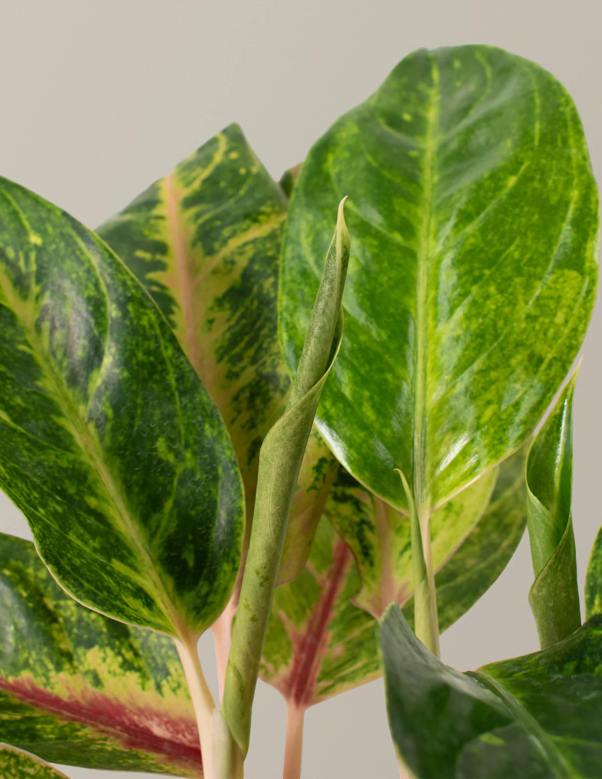 Aglaonema Green Papaya - Image 2
