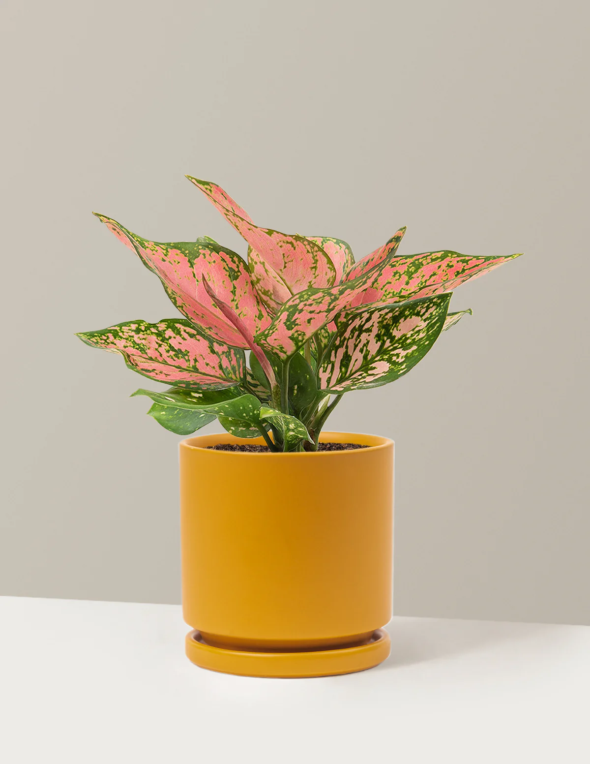 Aglaonema Wishes - Image 16