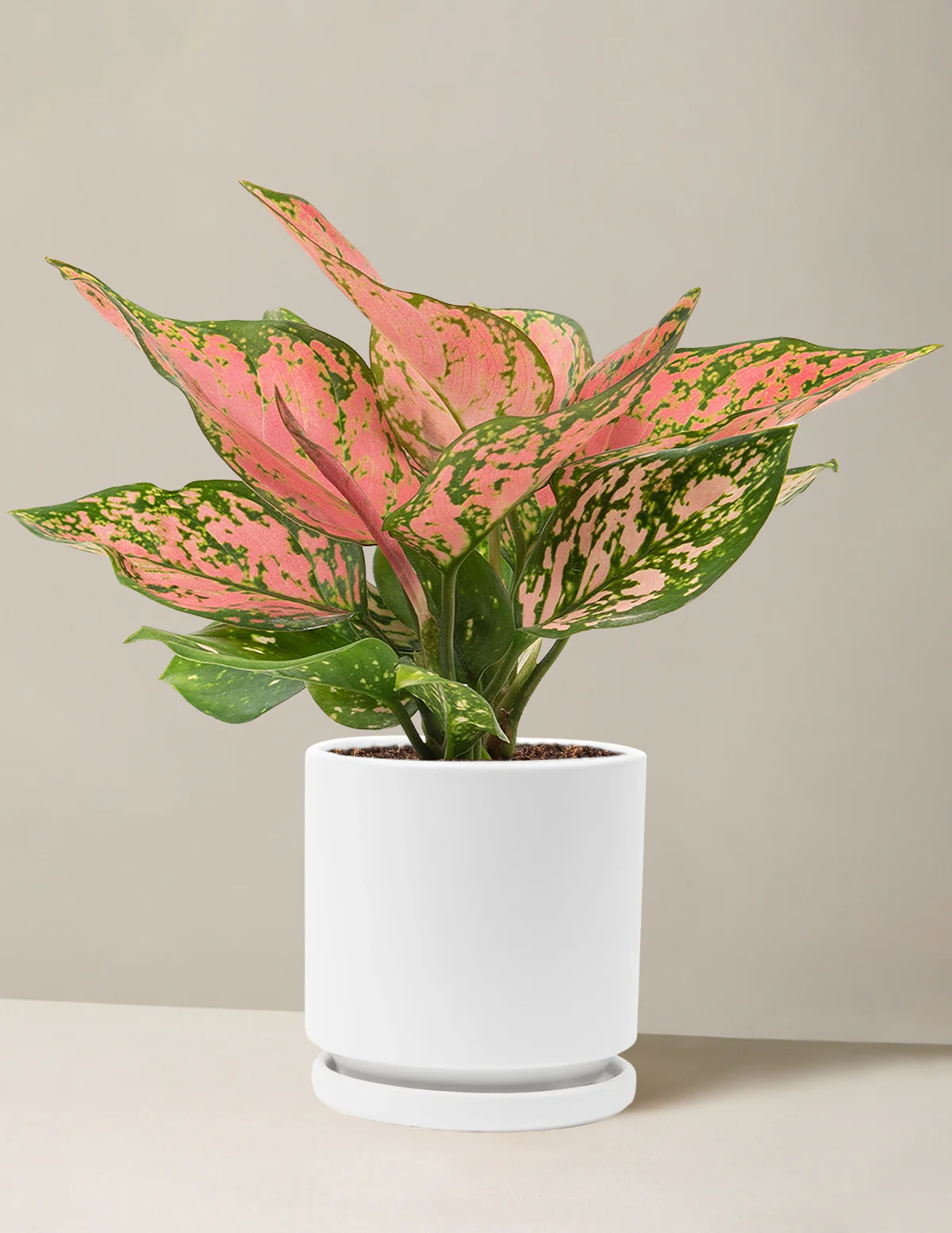 Aglaonema Wishes - Image 19
