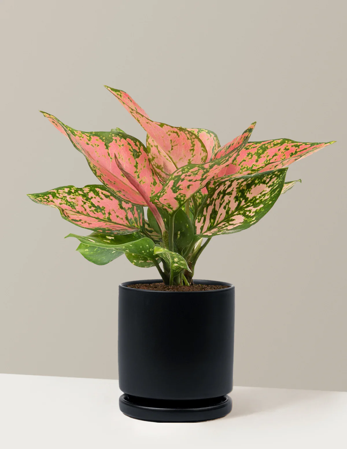 Aglaonema Wishes - Image 22
