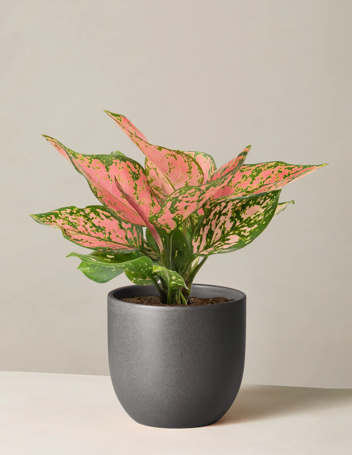 Aglaonema Wishes - Image 5