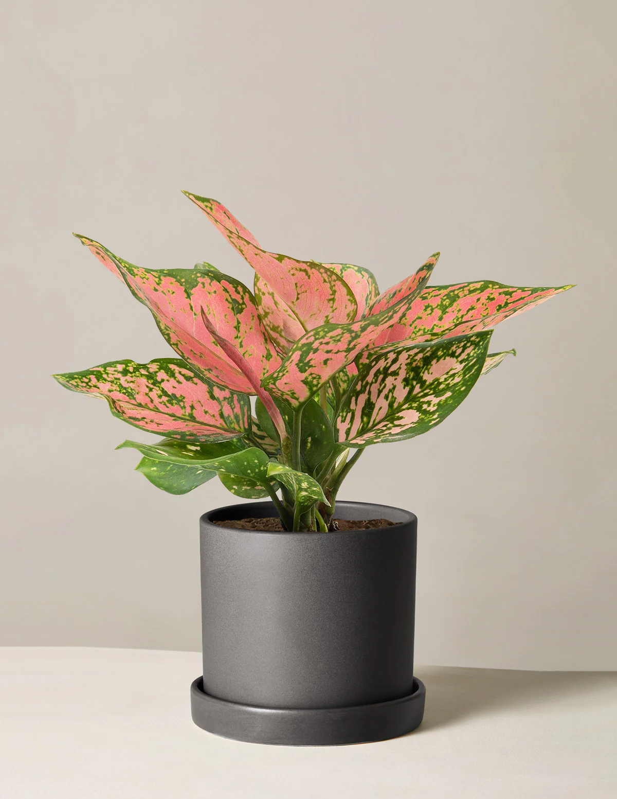 Aglaonema Wishes - Image 6