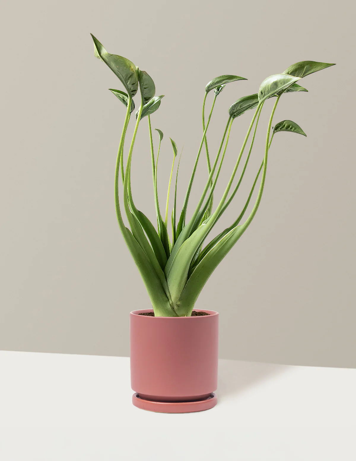 Alocasia Tiny Dancer - Image 20