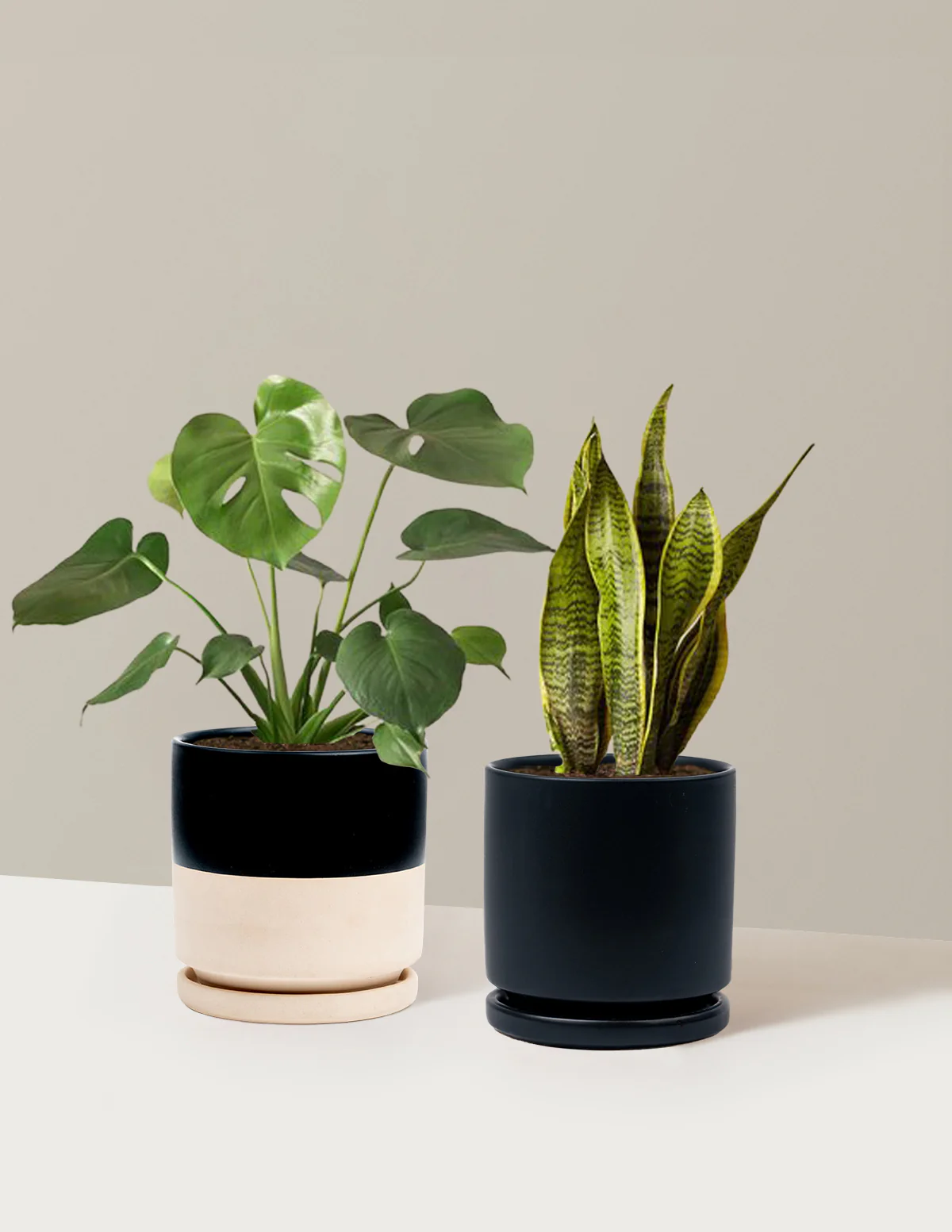 Best Sellers Duo - Image 22