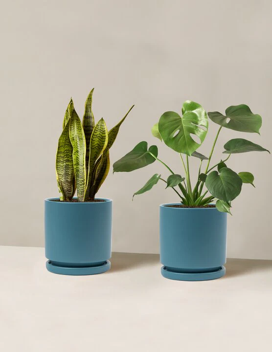 Best Sellers Duo - Image 8