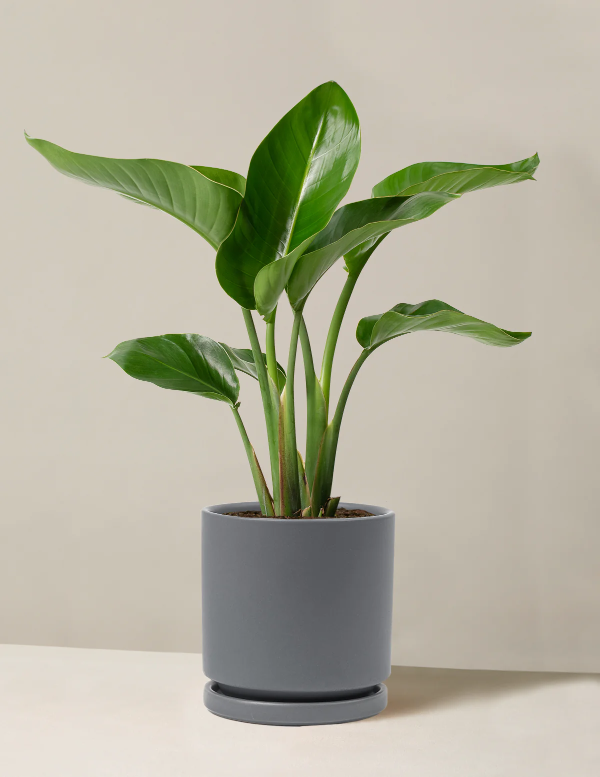 Bird of Paradise - Image 19