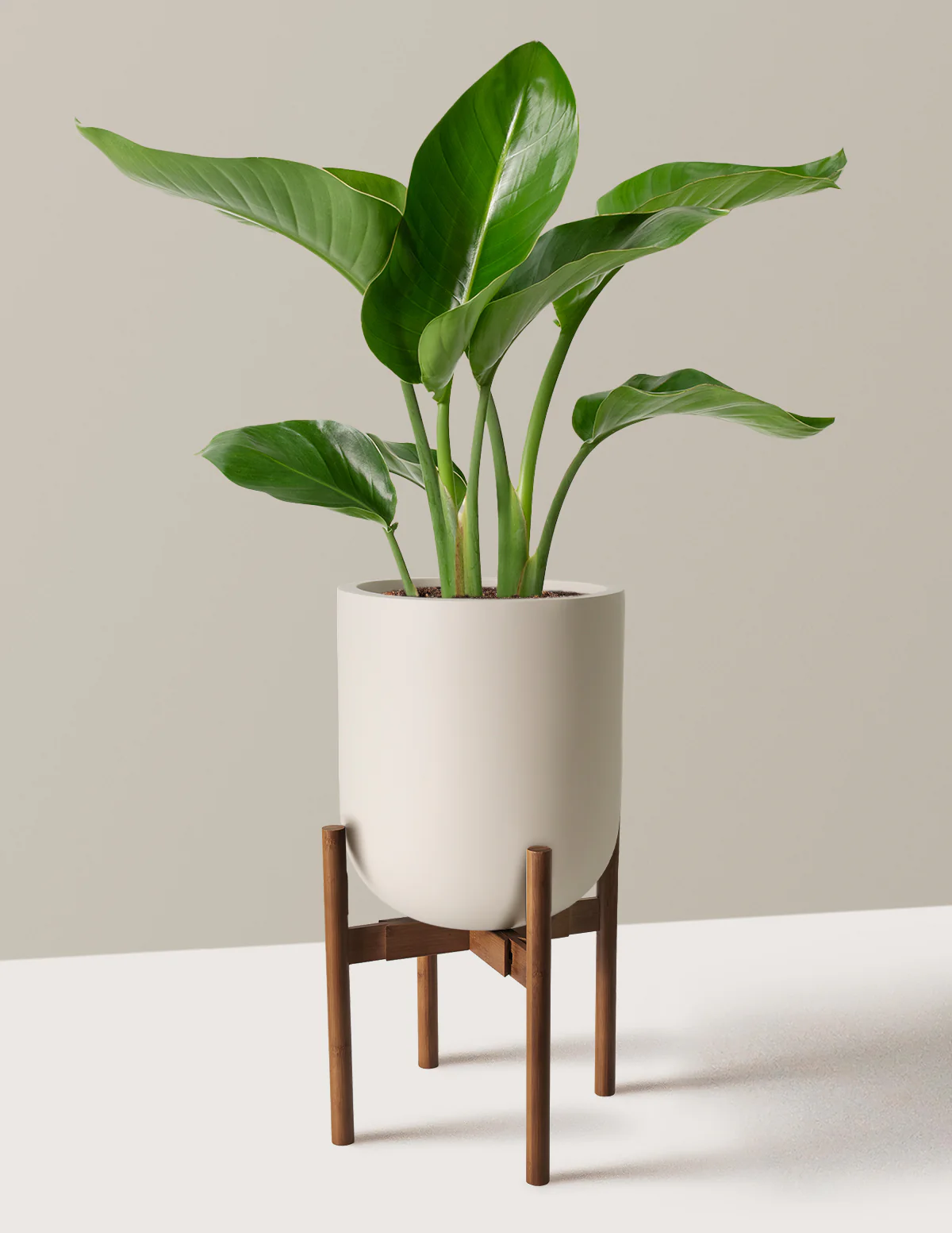 Bird of Paradise - Image 4