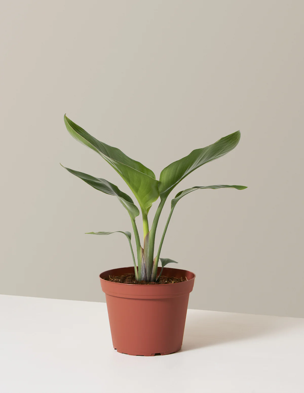 Bird of Paradise - Image 40