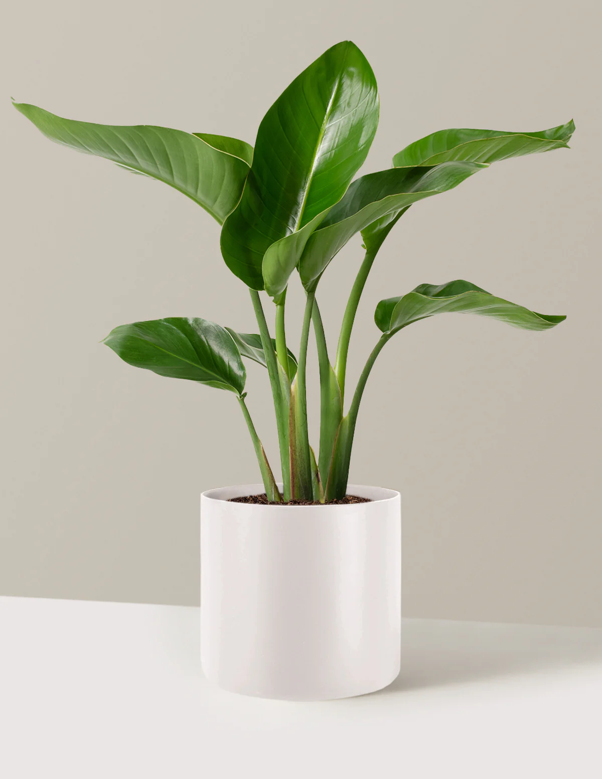 Bird of Paradise - Image 54
