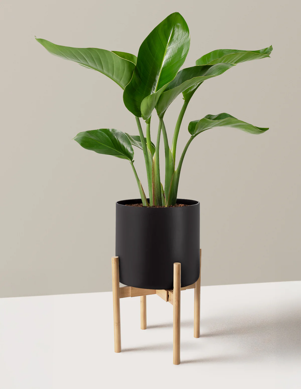 Bird of Paradise - Image 56