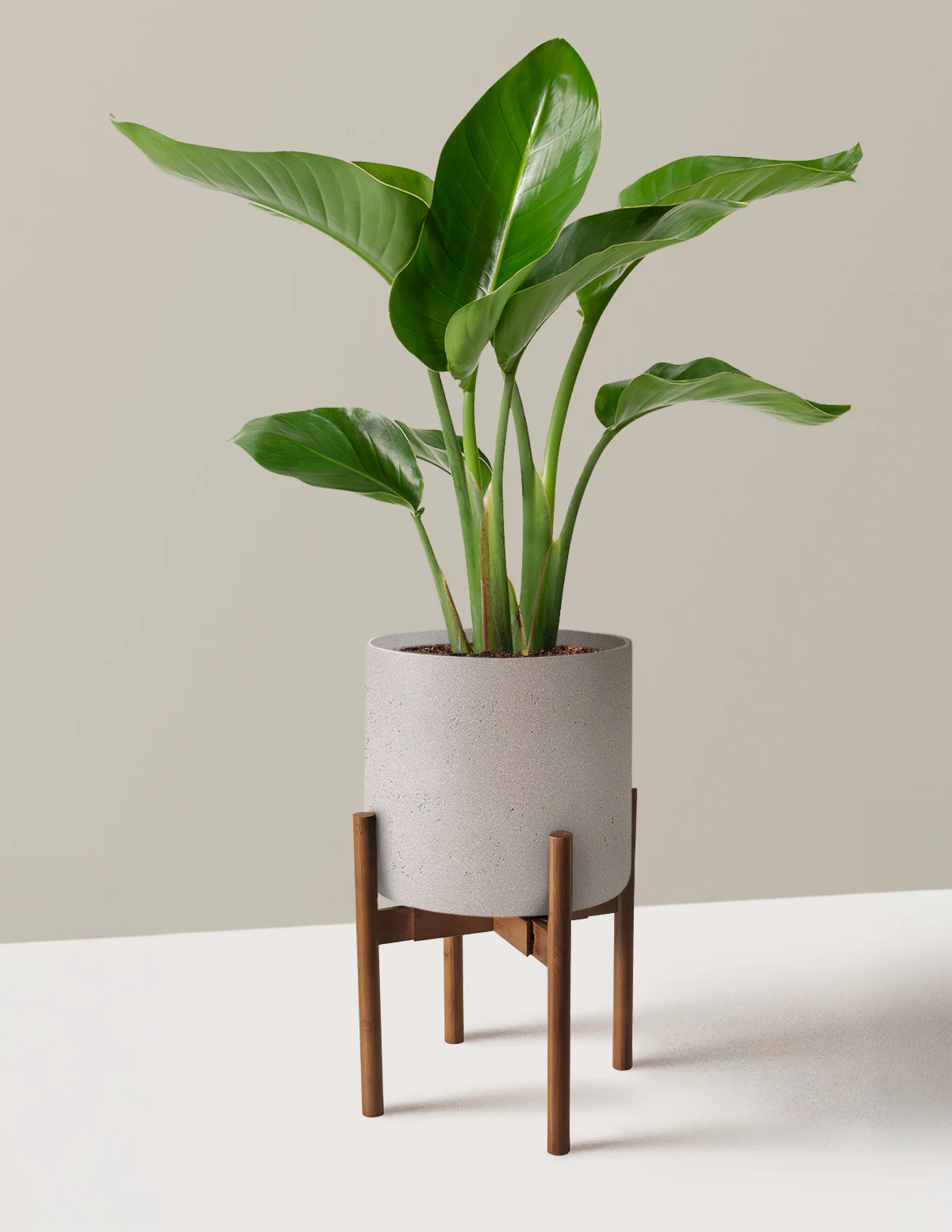 Bird of Paradise - Image 57