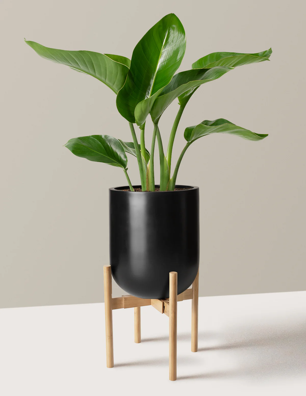 Bird of Paradise - Image 62