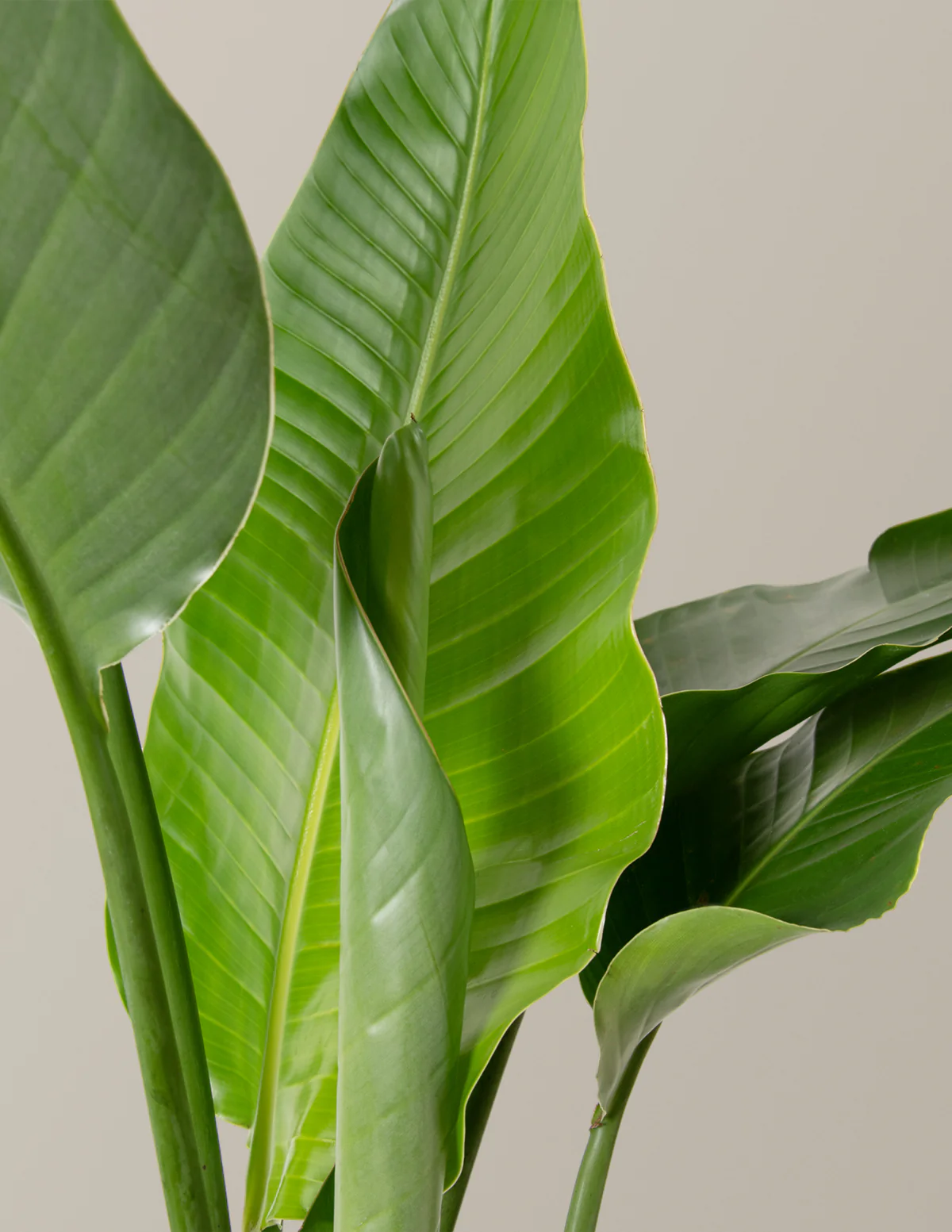 Bird of Paradise - Image 7