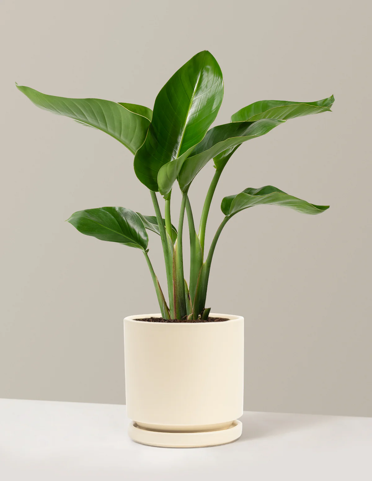 Bird of Paradise - Image 70