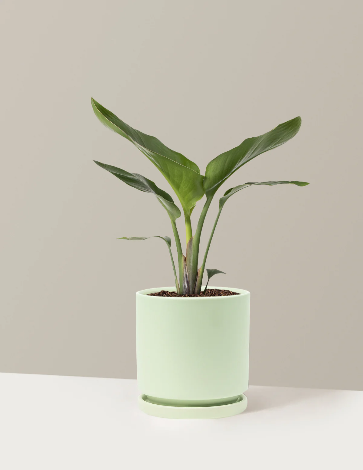 Bird of Paradise - Image 73