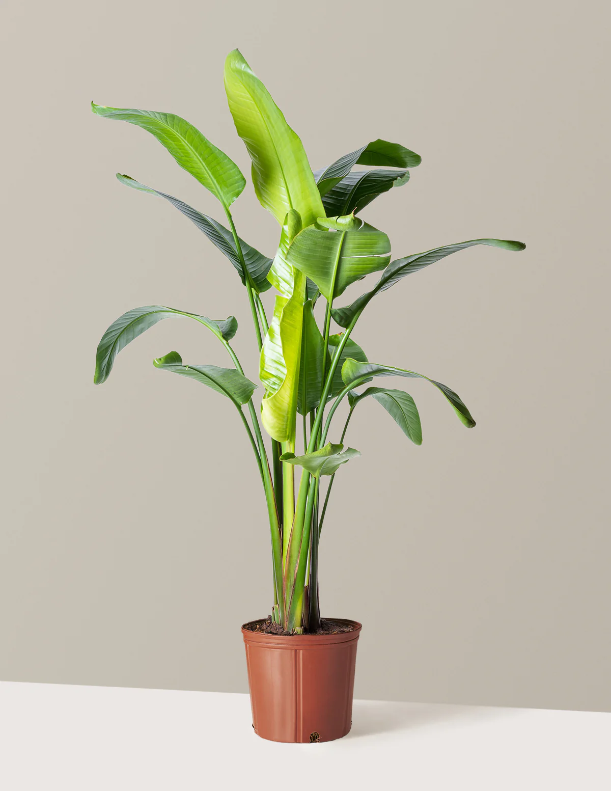 Bird of Paradise - Image 74