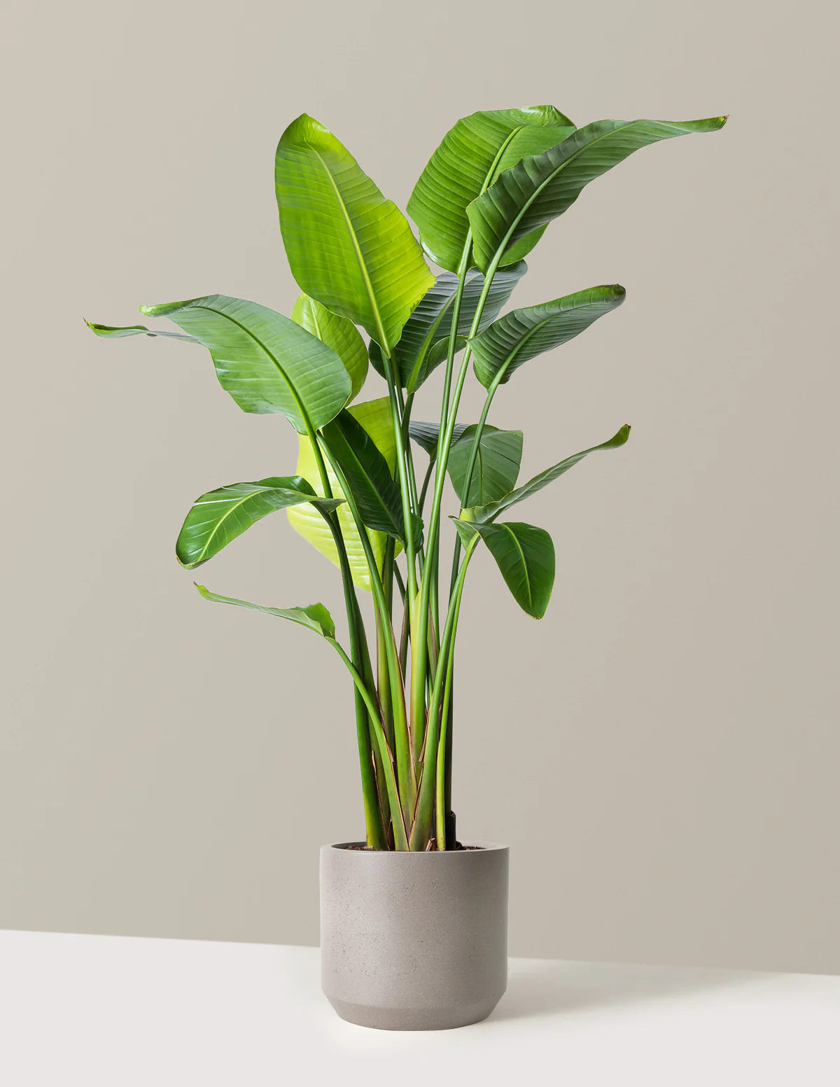 Bird of Paradise - Image 76