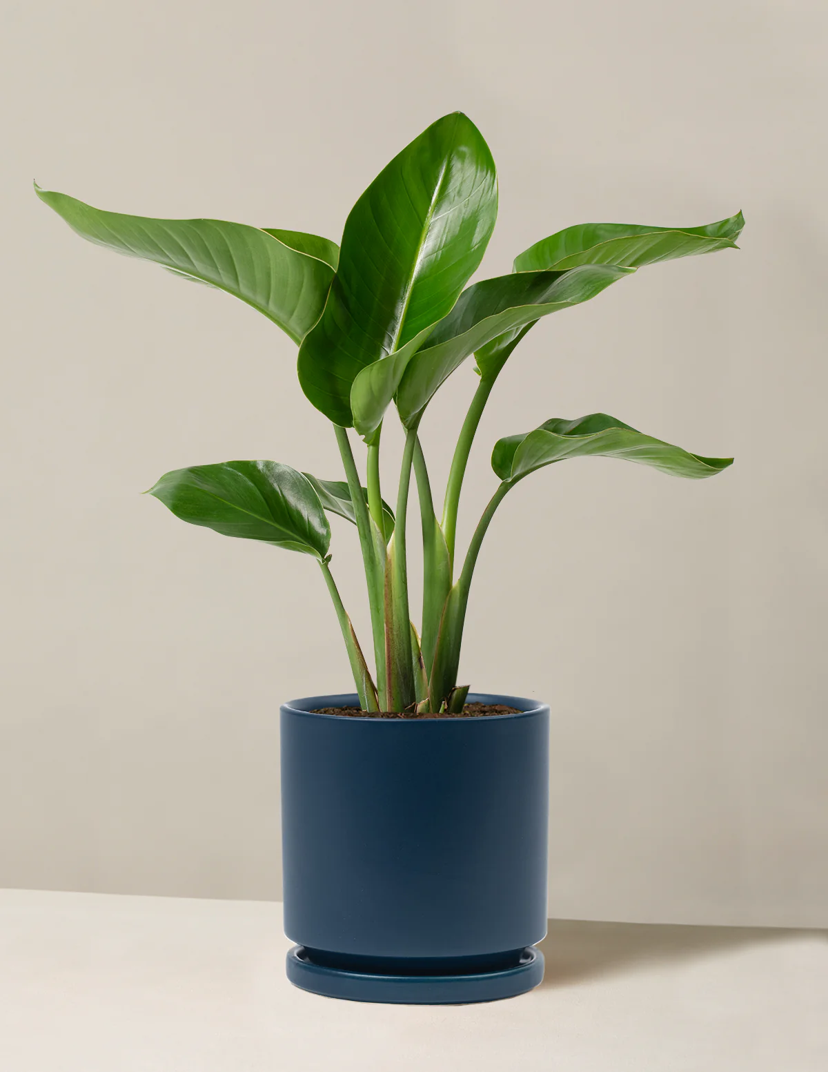 Bird of Paradise - Image 9