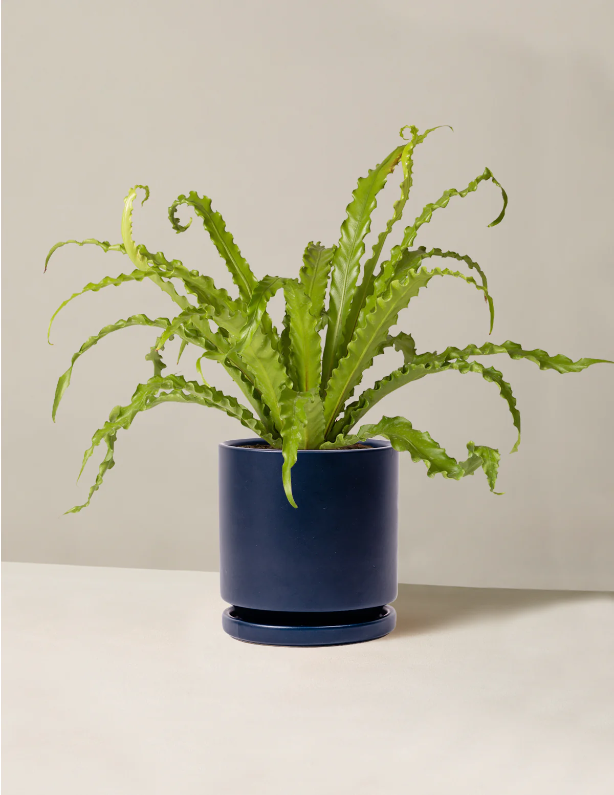 Bird's Nest Fern - Image 10
