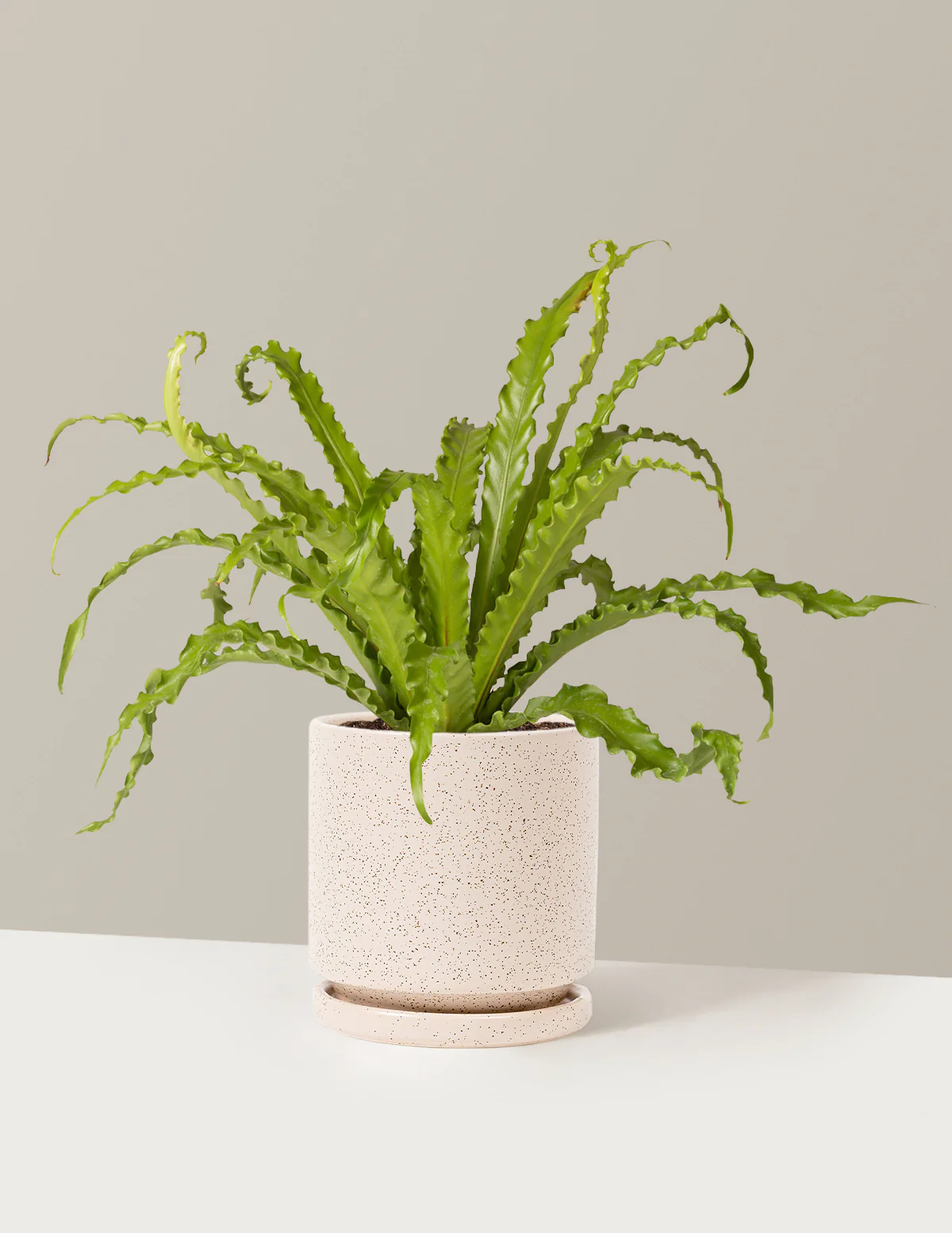 Bird's Nest Fern - Image 20