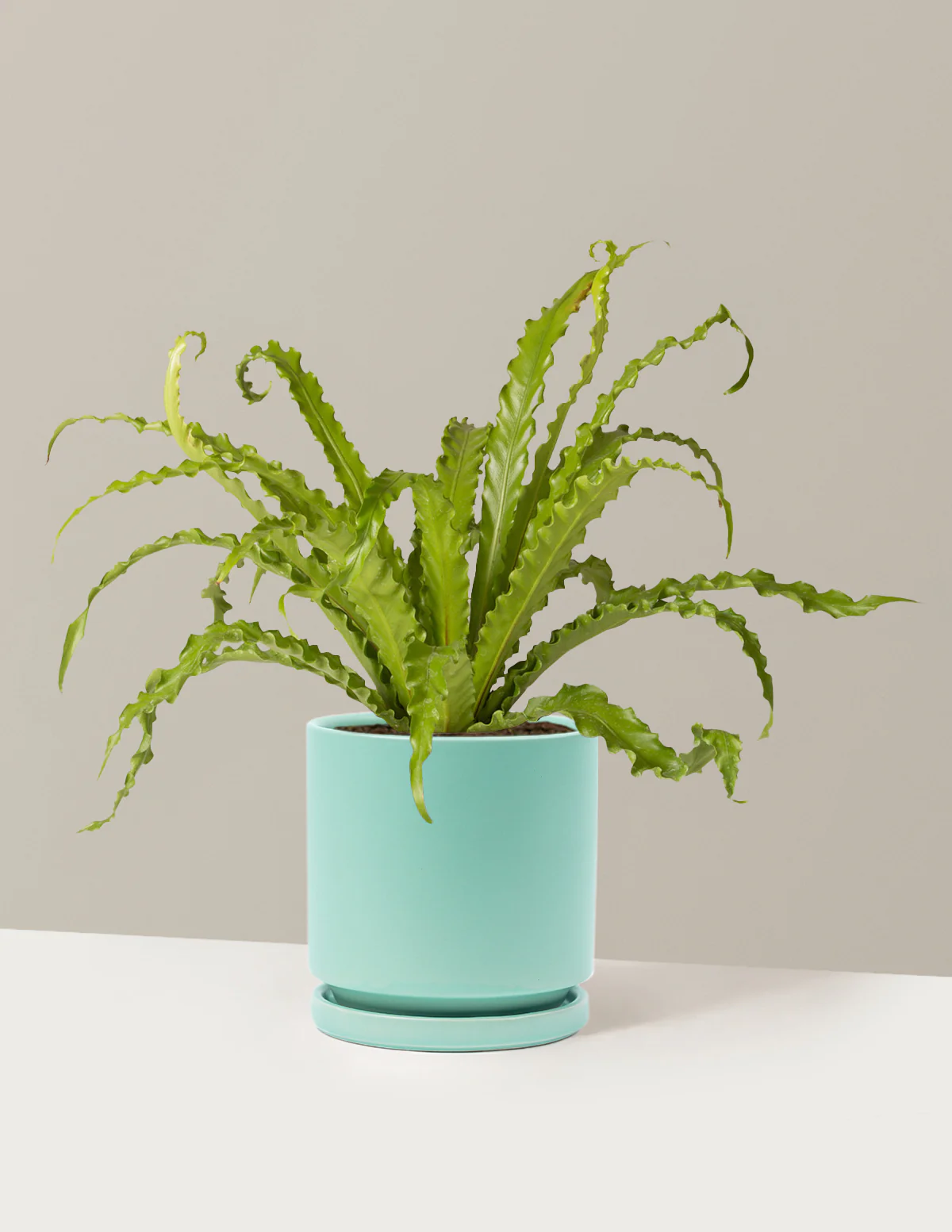 Bird's Nest Fern - Image 28