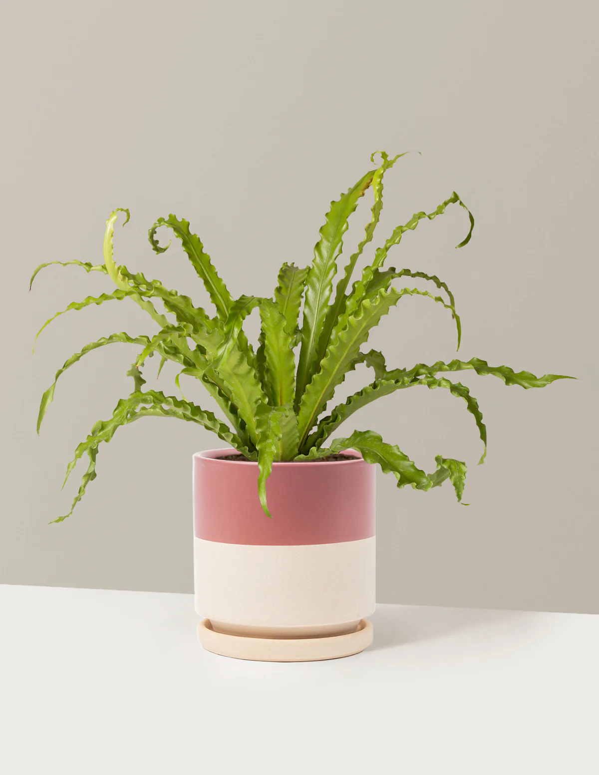 Bird's Nest Fern - Image 29