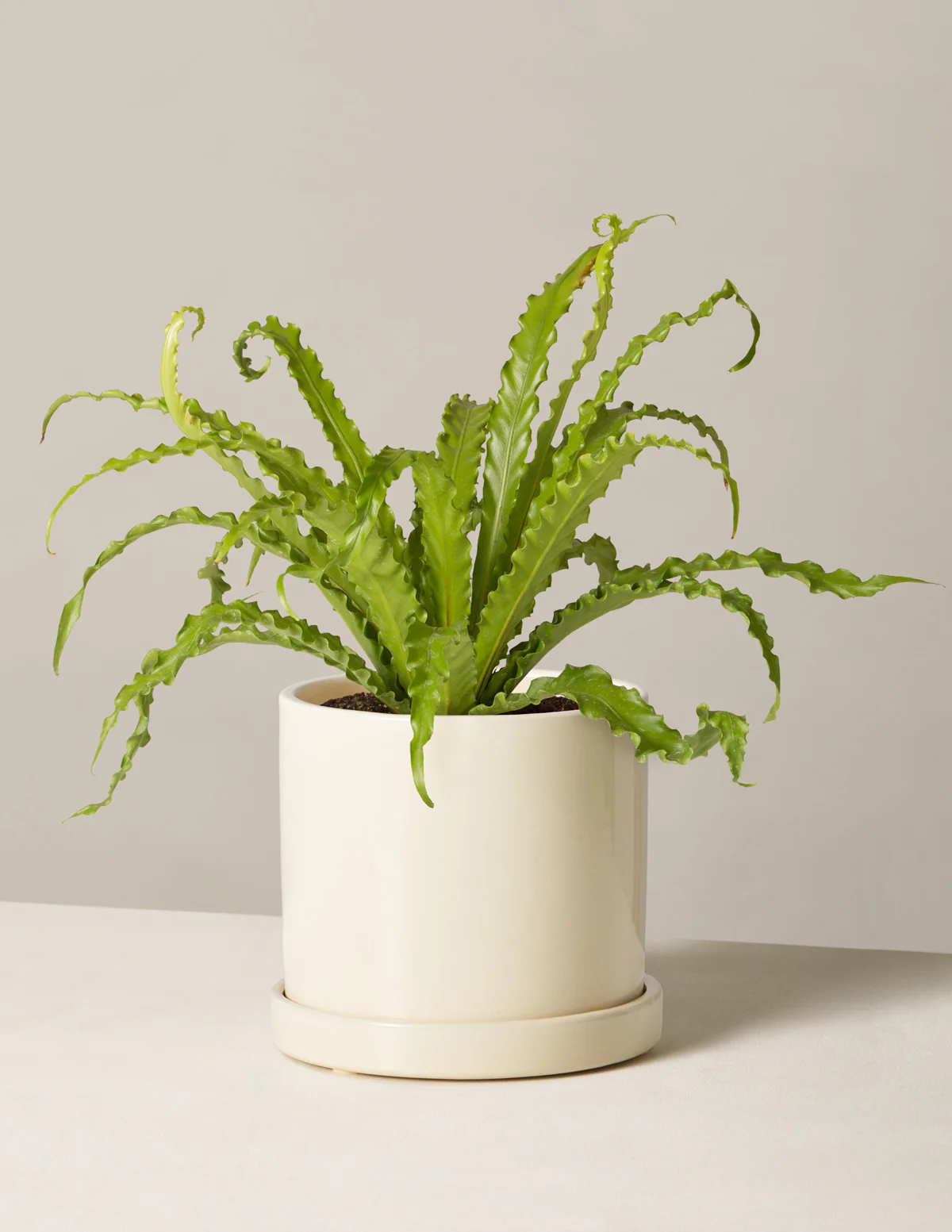 Bird's Nest Fern - Image 30
