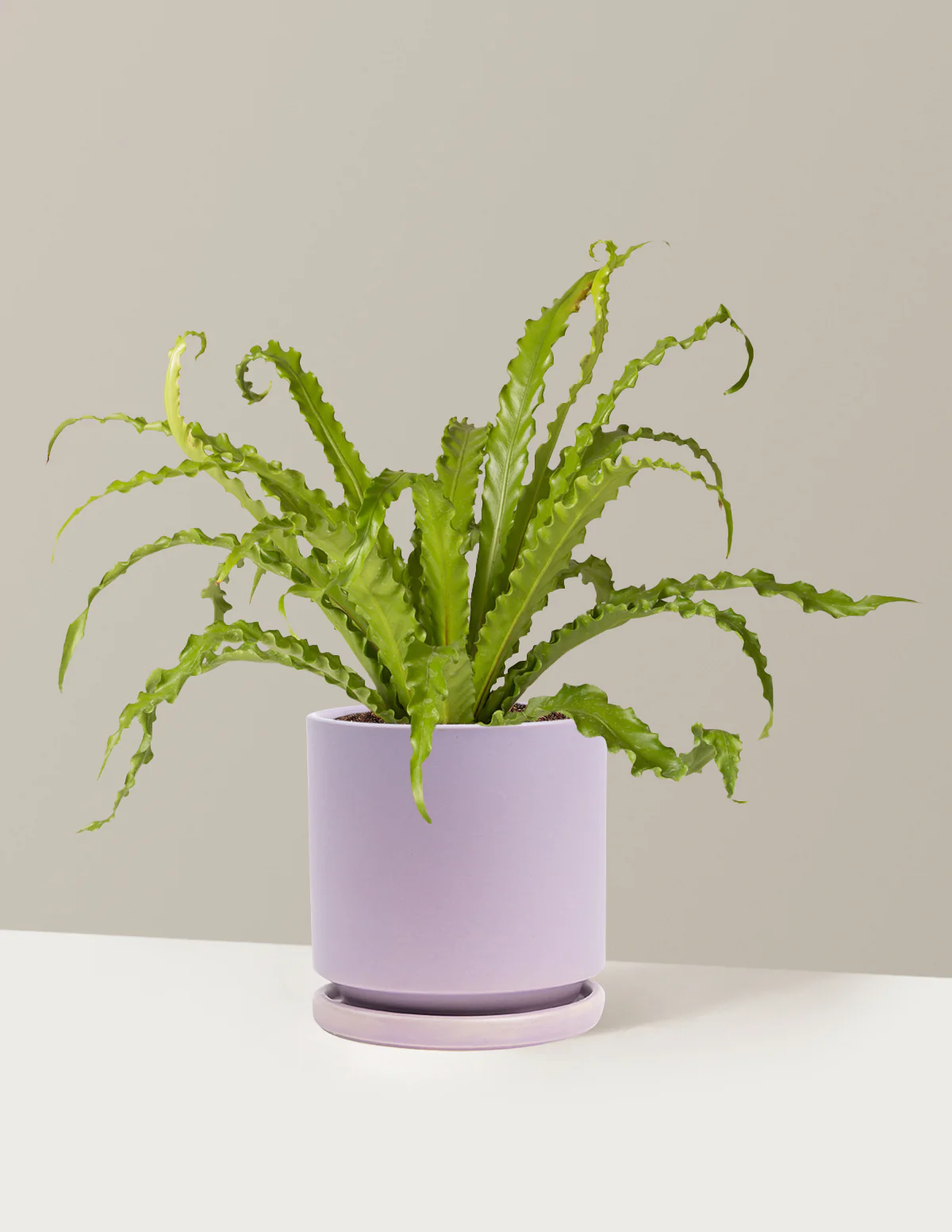 Bird's Nest Fern - Image 35