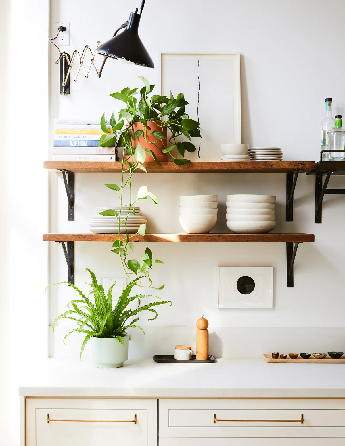 Bird's Nest Fern - Image 9