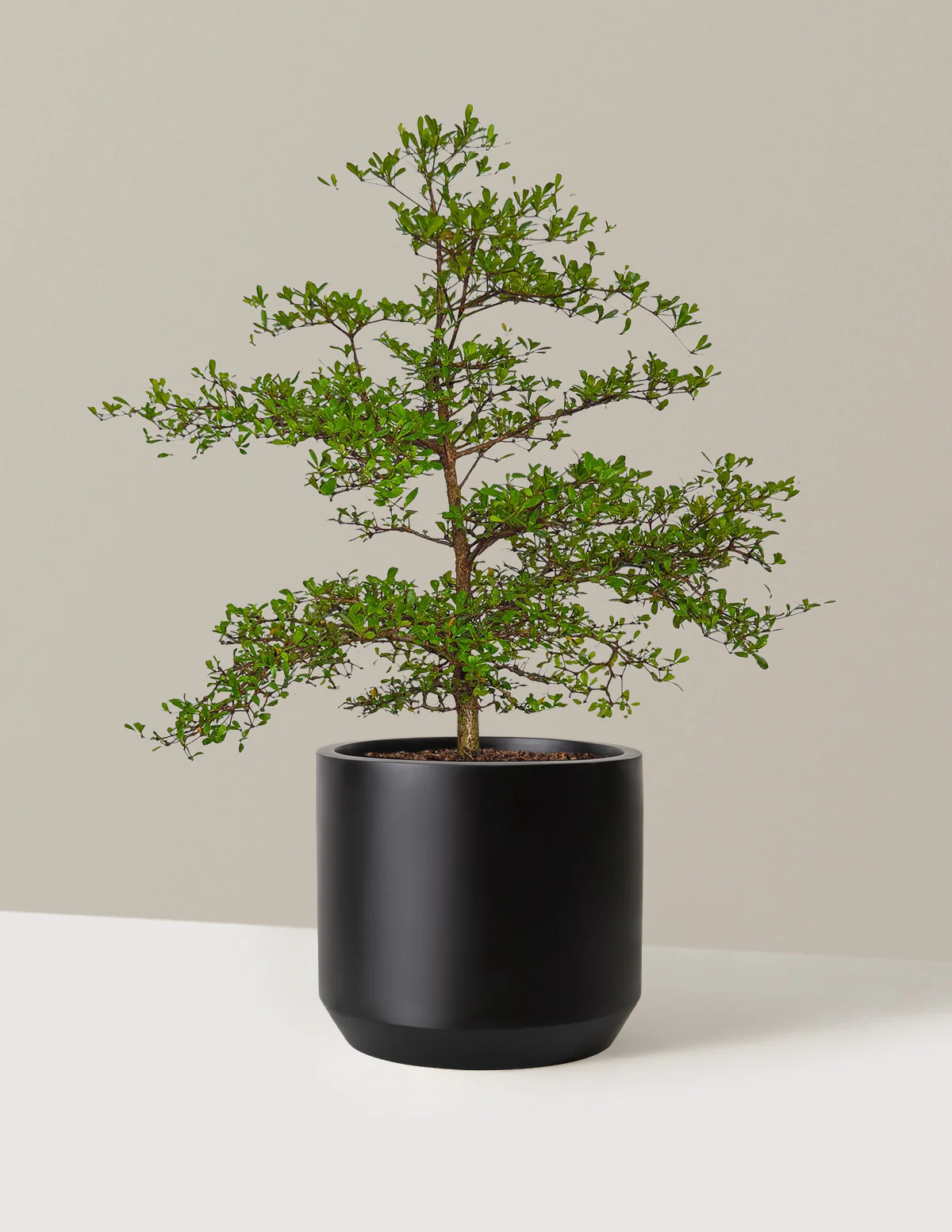 Black Olive Tree - Image 7
