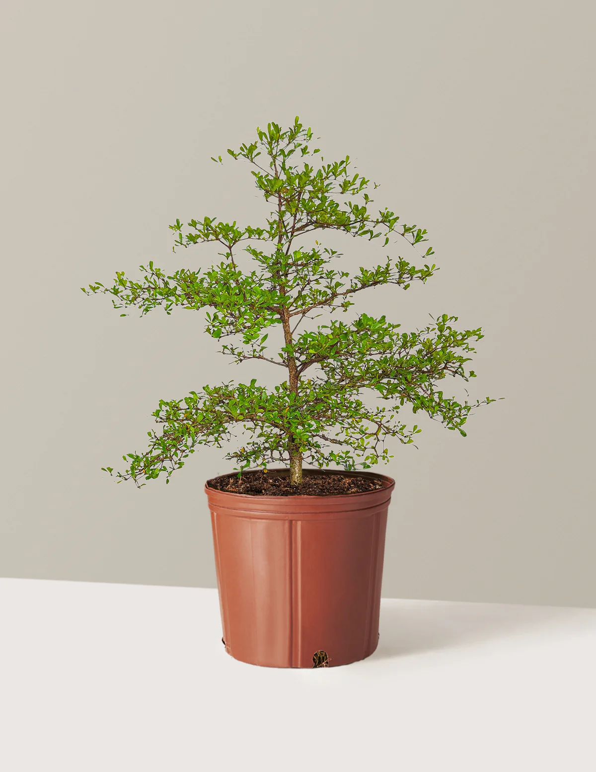 Black Olive Tree - Image 9