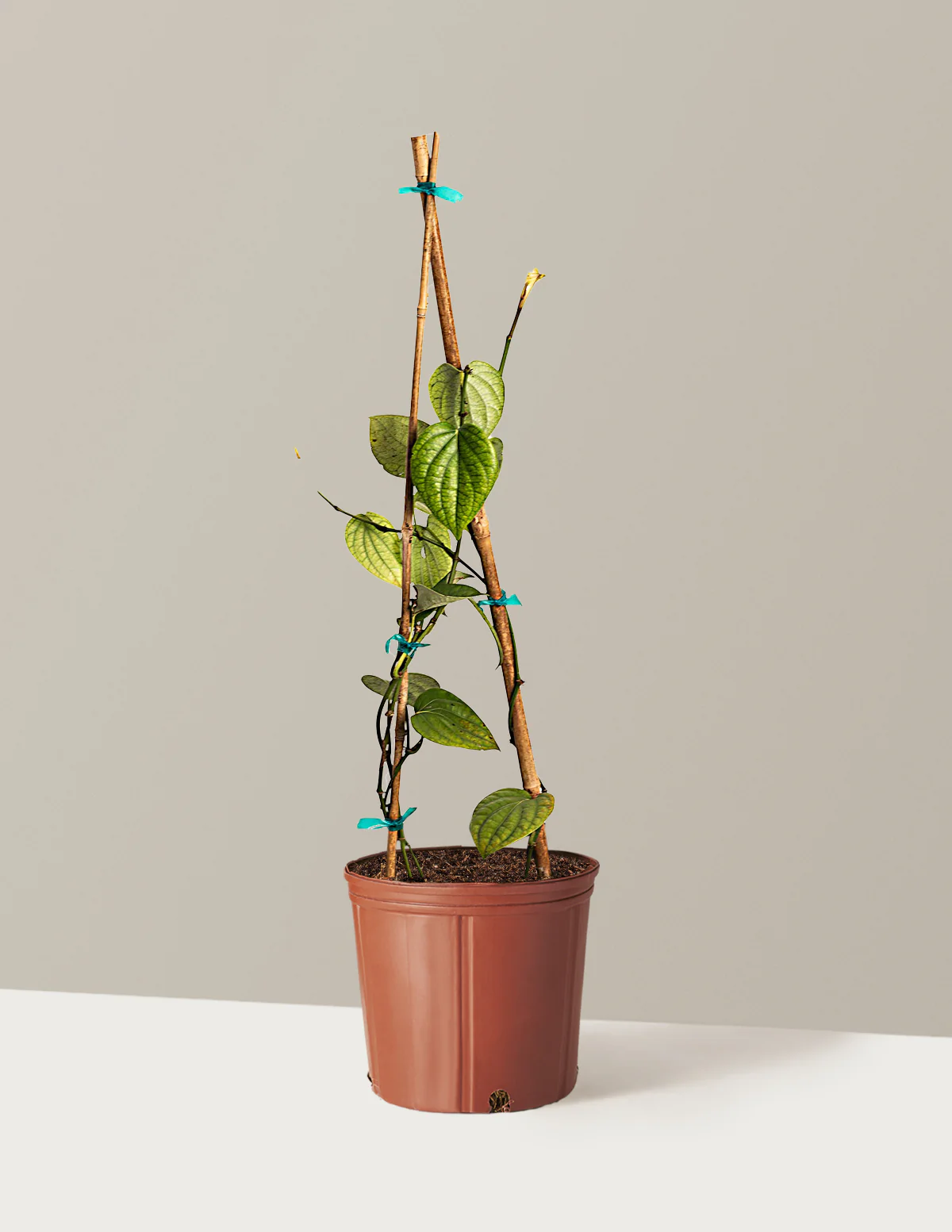 Black Pepper Plant - Image 3