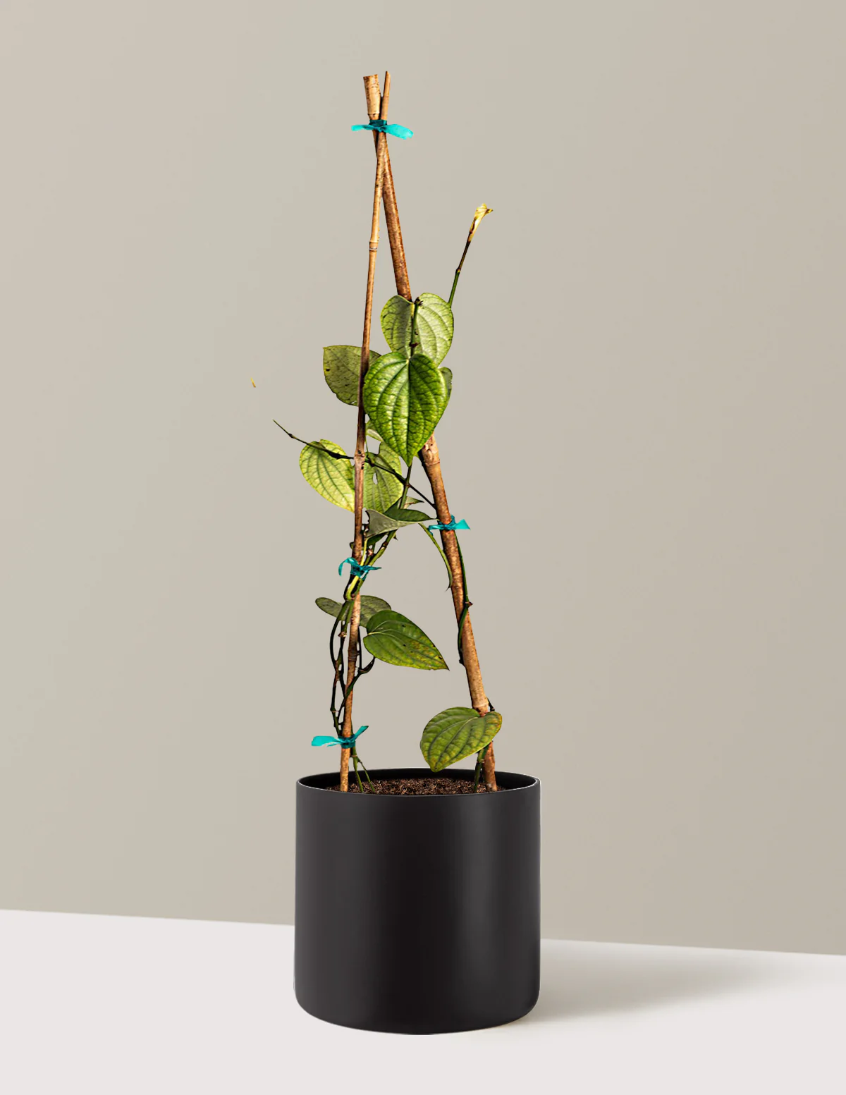 Black Pepper Plant - Image 5