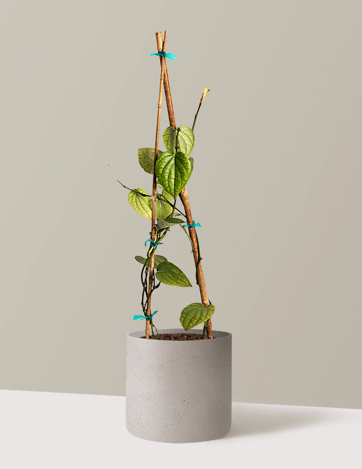 Black Pepper Plant - Image 6