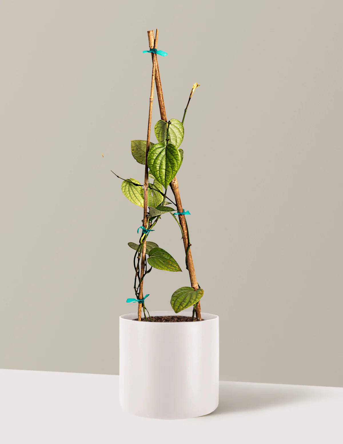 Black Pepper Plant - Image 7