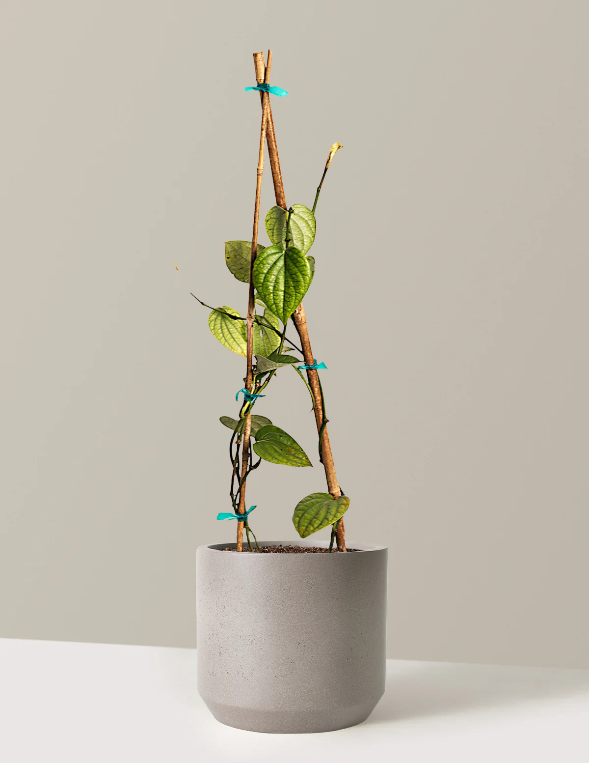 Black Pepper Plant - Image 8