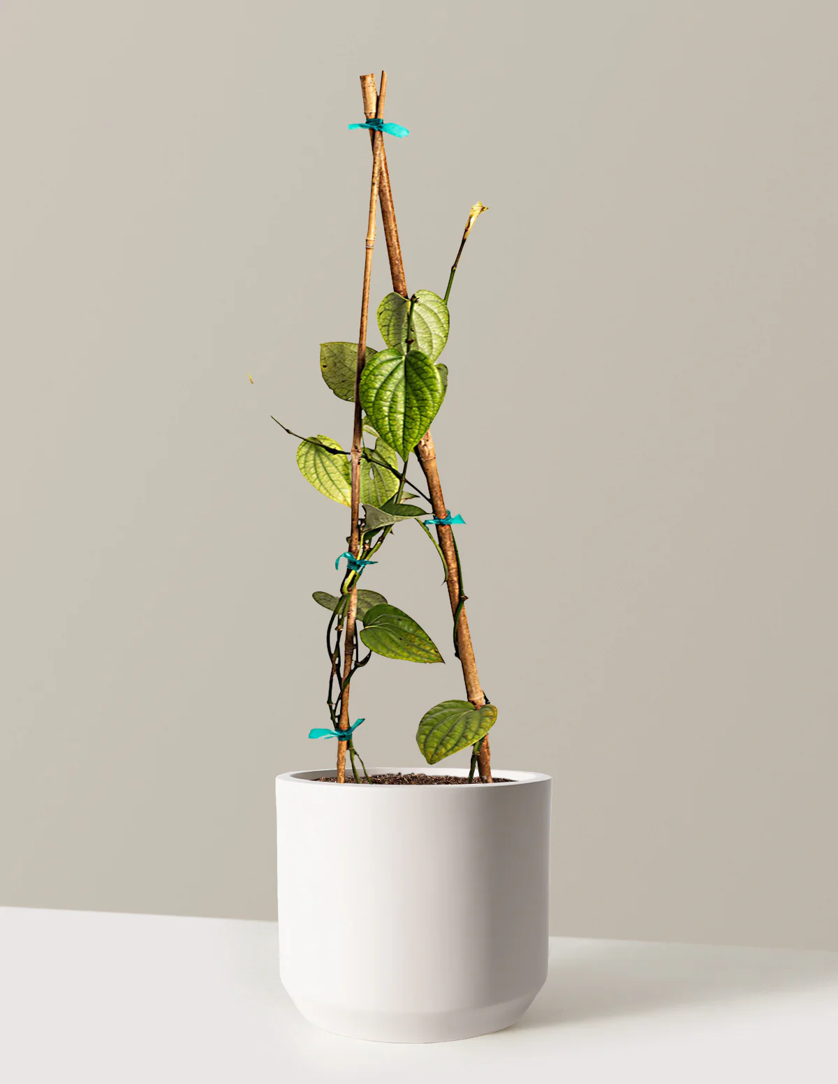 Black Pepper Plant - Image 9