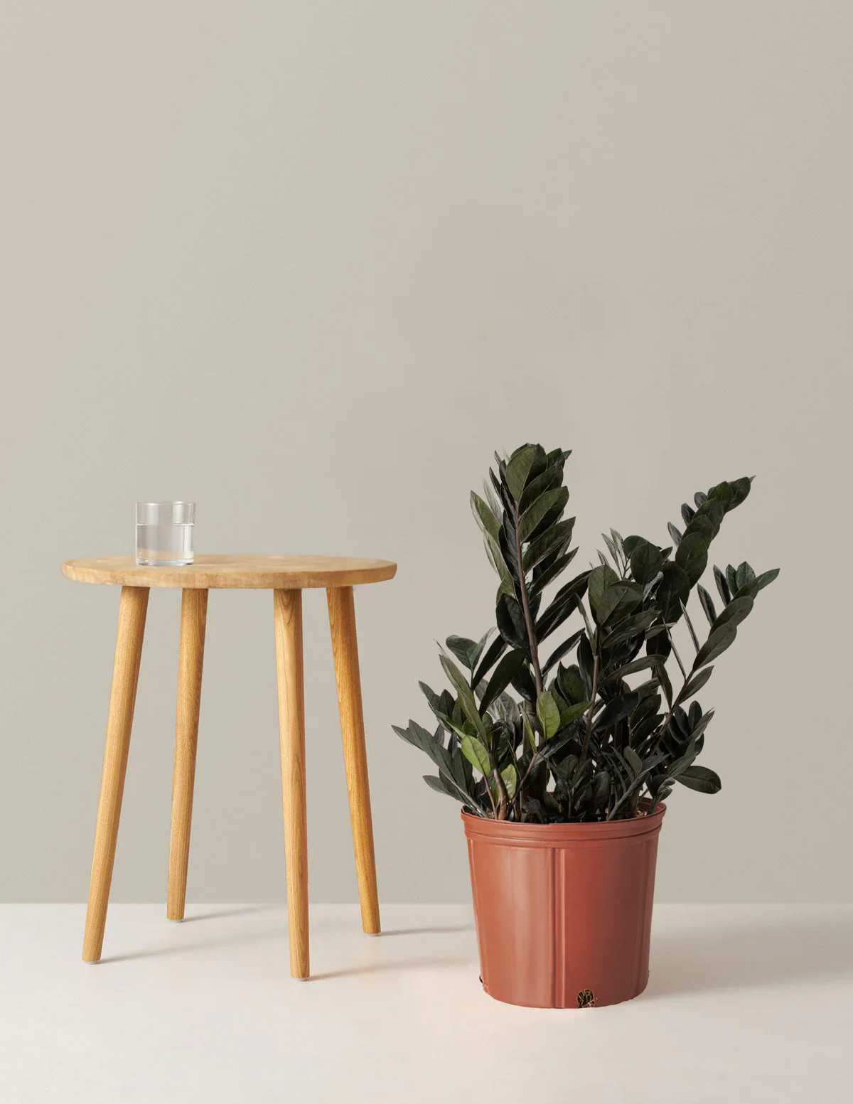Black ZZ Plant - Image 10