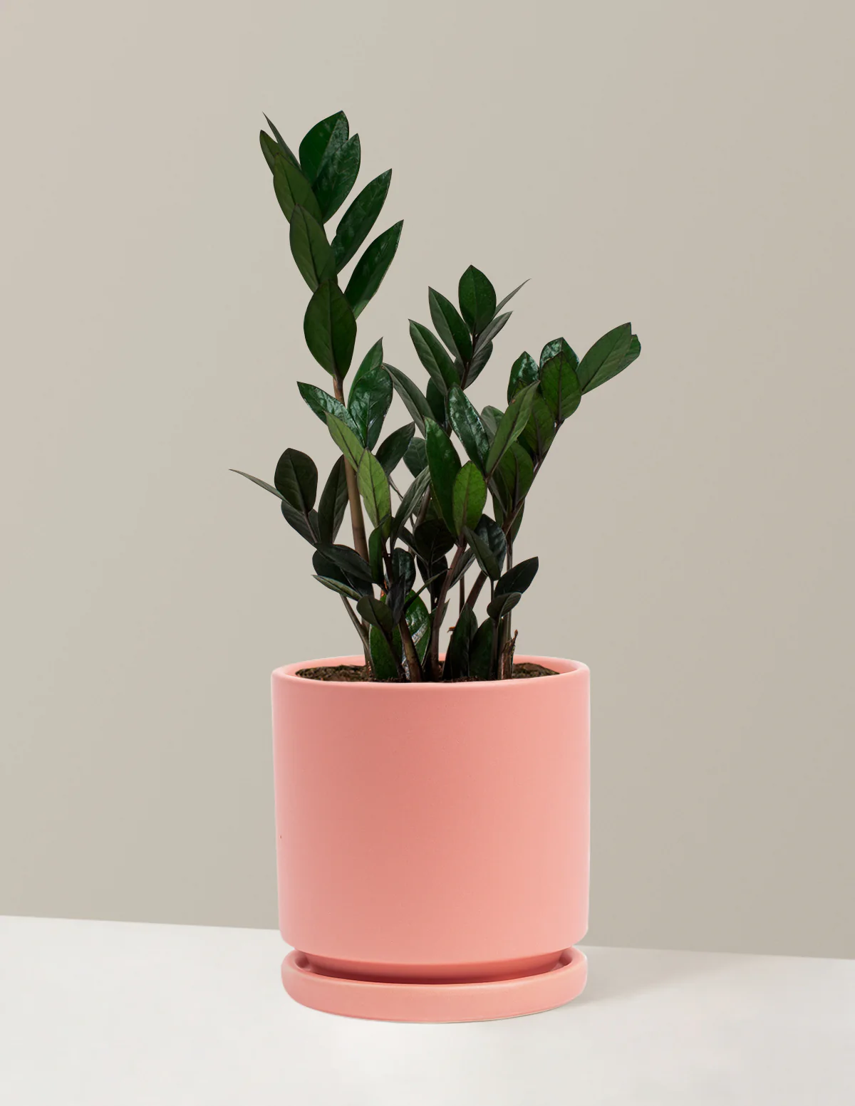 Black ZZ Plant - Image 18