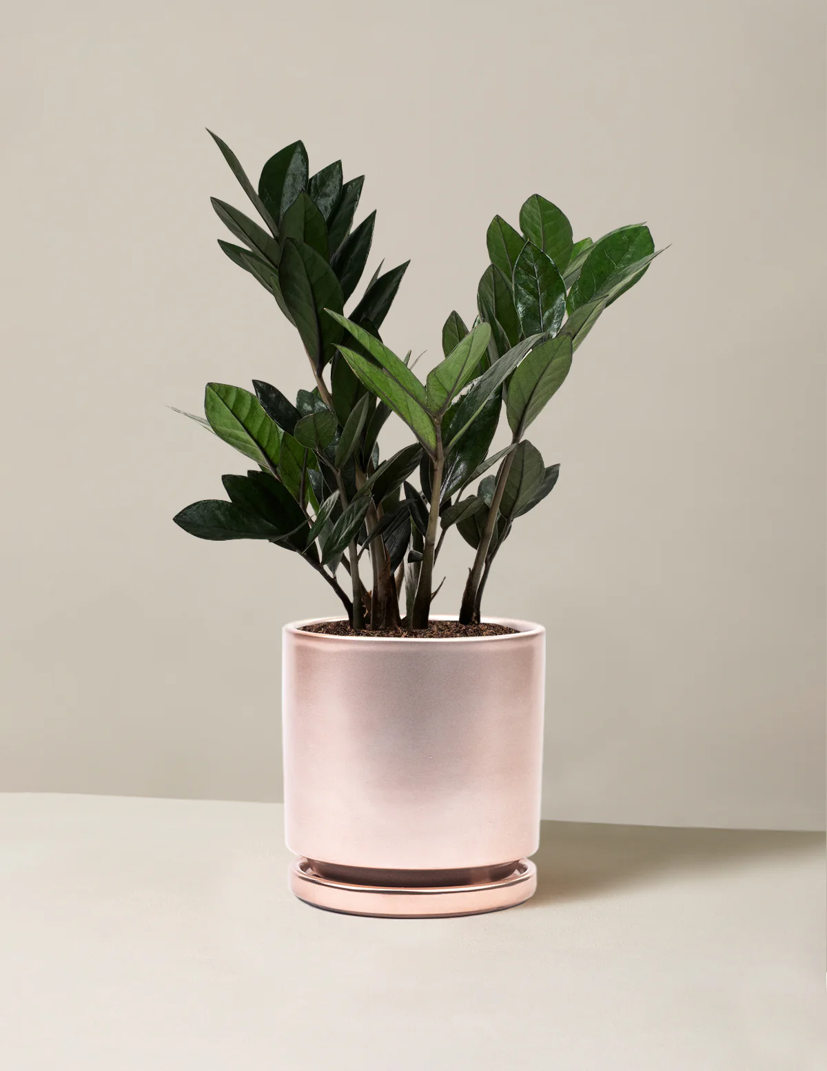 Black ZZ Plant - Image 19