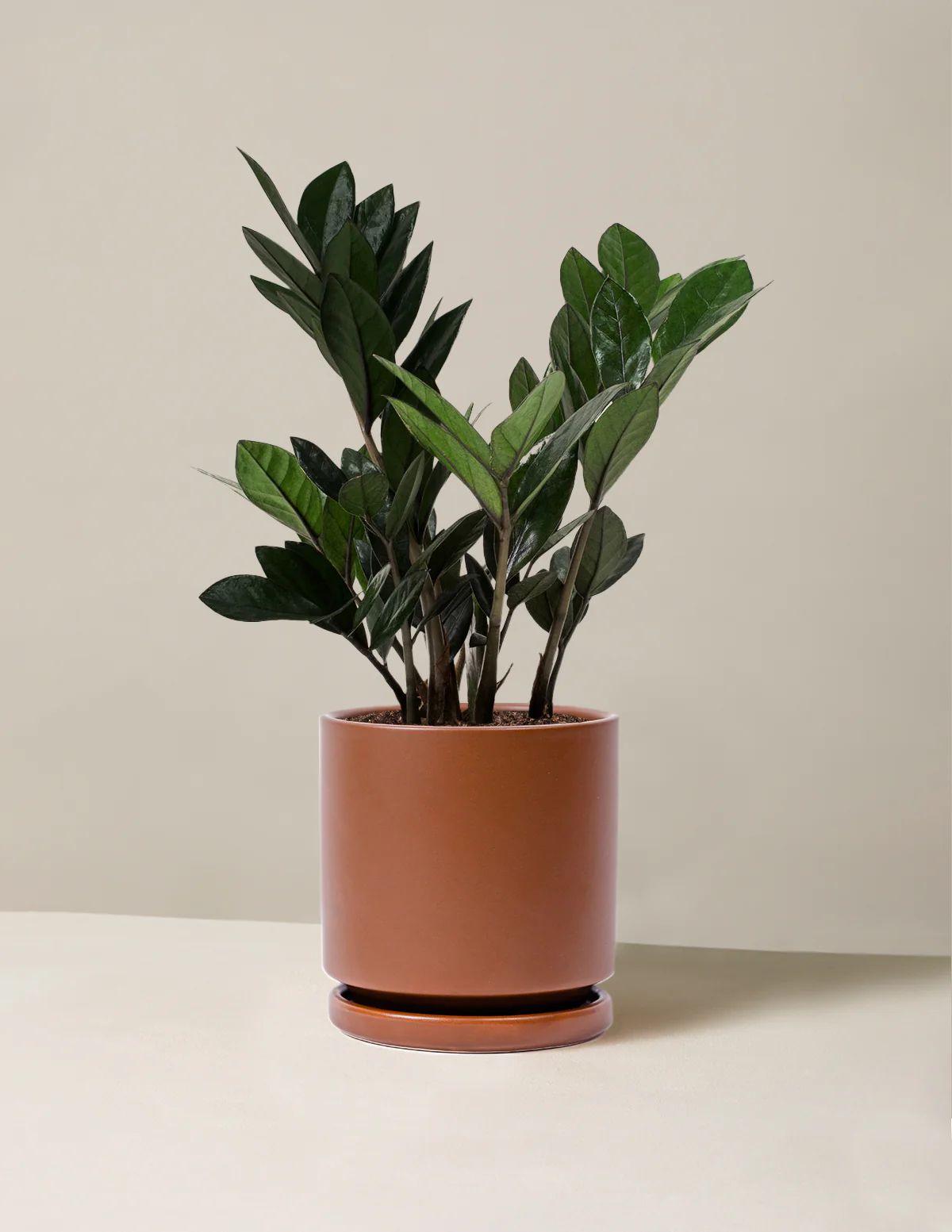 Black ZZ Plant - Image 21