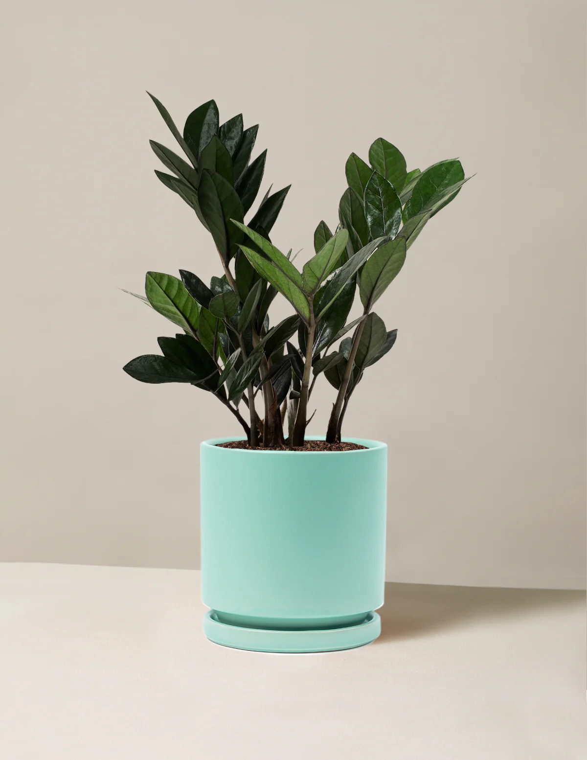 Black ZZ Plant - Image 23