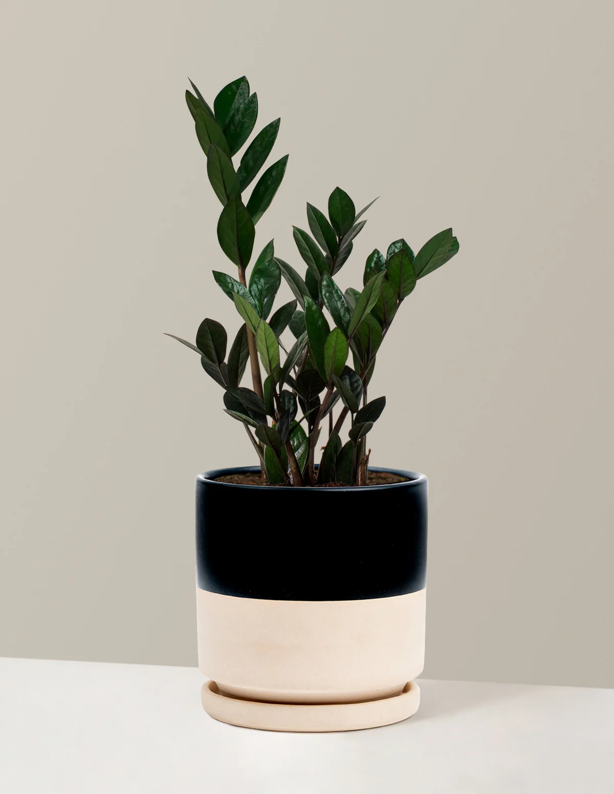Black ZZ Plant - Image 27