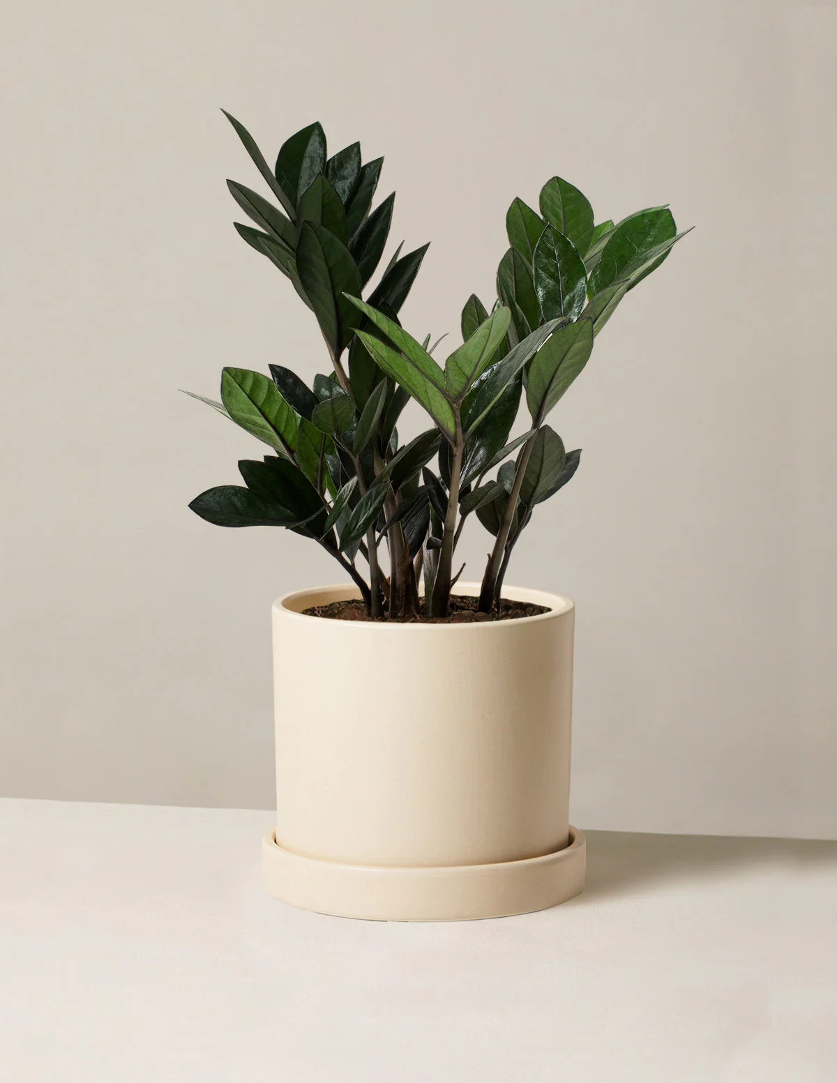 Black ZZ Plant - Image 38