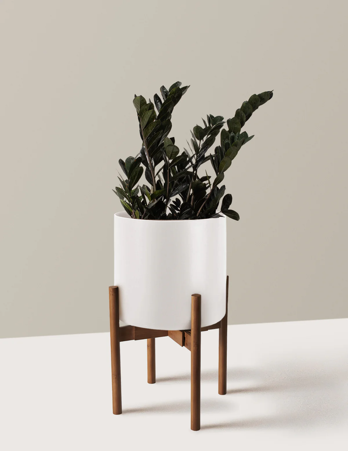 Black ZZ Plant - Image 47