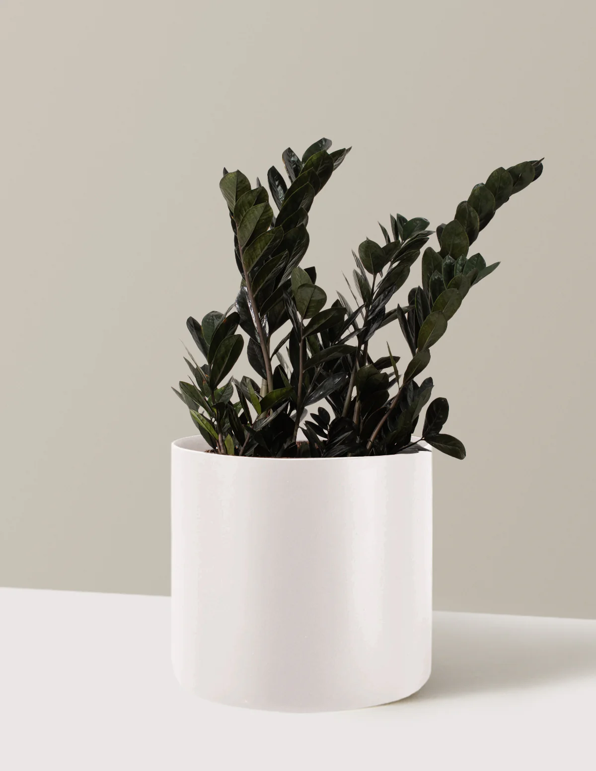 Black ZZ Plant - Image 49