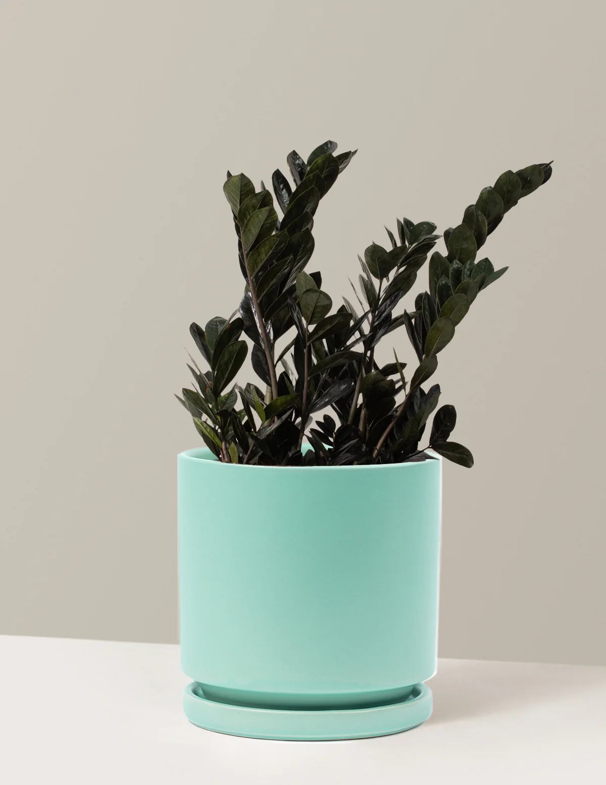 Black ZZ Plant - Image 50